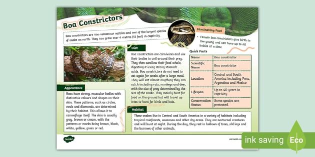 KS2 Boa Constrictor Fact File (profesor Hizo) - Twinkl