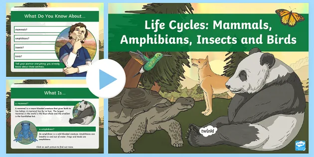 Animal Life Cycles for Children | PowerPoint (teacher made)