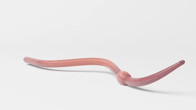 3D Model: Annelids - Earthworm (teacher made) - Twinkl