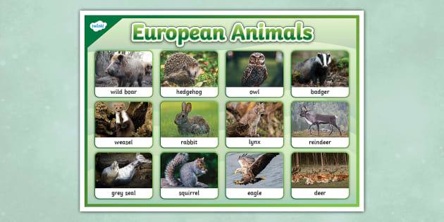 European Animals Display Poster (Hecho Por Educadores)