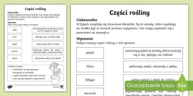 Budowa Ro liny Karta Pracy O Budowie Ro liny Budowa Ro liny Karta Pracy O Budowie Ro liny