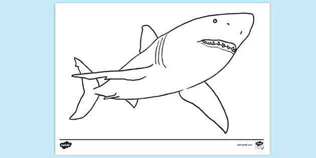 Thử tô màu cá mập trắng chỉ với một số màu vẽ cơ bản, bạn sẽ có được một tác phẩm đẹp và đầy ấn tượng.