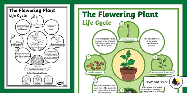 The Life Cycle of a Flowering Plant Poster for 3rd-5th Grade