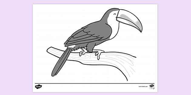 Free Keel Billed Toucan Colouring Sheet Colouring Sheets