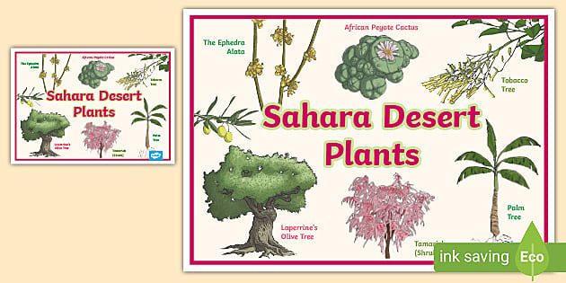 sahara desert animals and plants