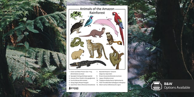 Animals of the Amazon Rainforest | Display Posters | Beyond