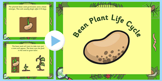 Bean Life Cycle Powerpoint Bean Life Cycle Bean Life Cycle Powerpoint