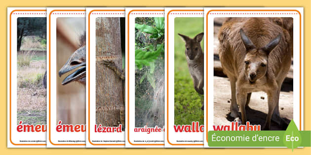 Free Les Animaux D Australie Posters Teacher Made