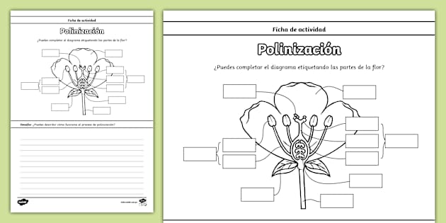 Ficha de actividad: Polinización