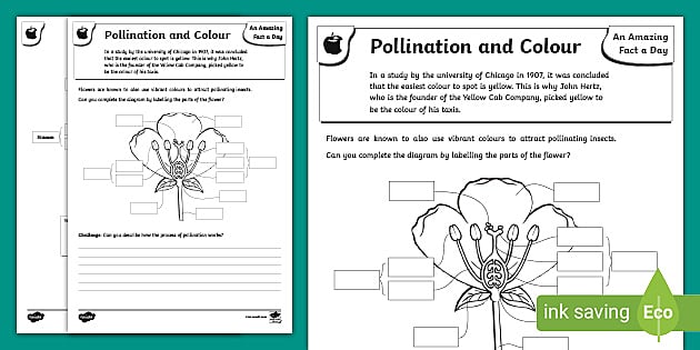 Pollination and Color Worksheet / Worksheet (teacher made)