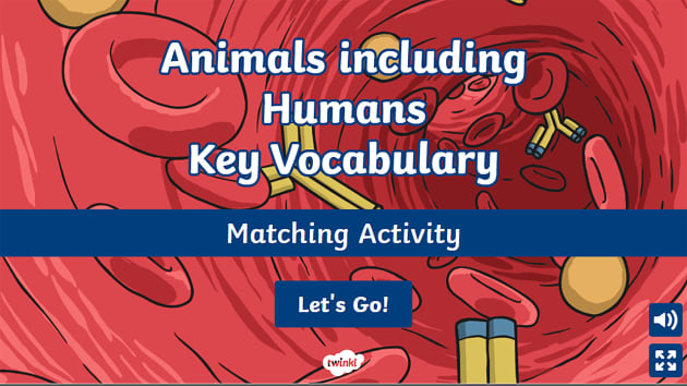 year-3-animals-including-humans-key-vocabulary-matching-activity