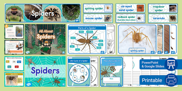 Spider Research Graphic Organizer (Teacher-Made) - Twinkl