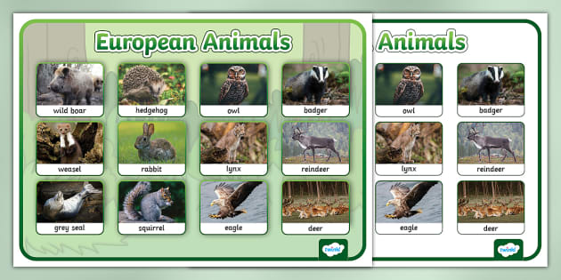 European Animals Photo Word Mat - Twinkl