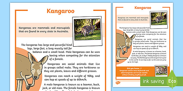 Kangaroo Fact Sheet For Primary Students