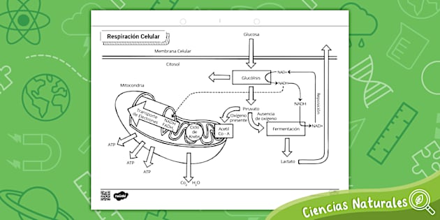 hoja de trabajo del diagrama de respiración celular