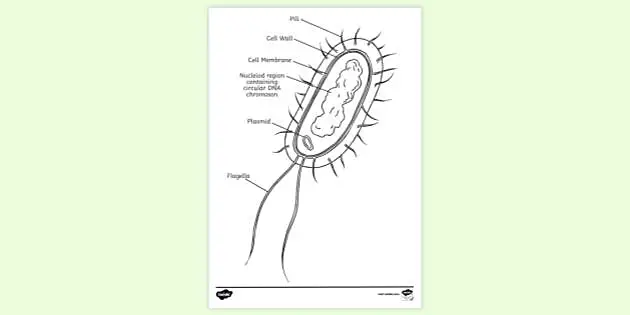 Solved] Draw an image of a prokaryotic cell label all the organelles and...  | Course Hero