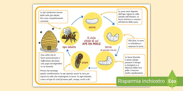 Scheda: Il ciclo di vita di un'ape