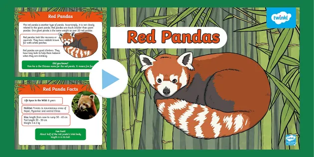 Red Panda Powerpoint Teacher Made