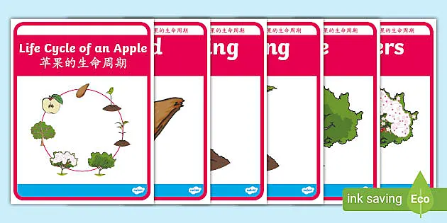 Life Cycle Of An Apple Posters English Mandarin Chinese