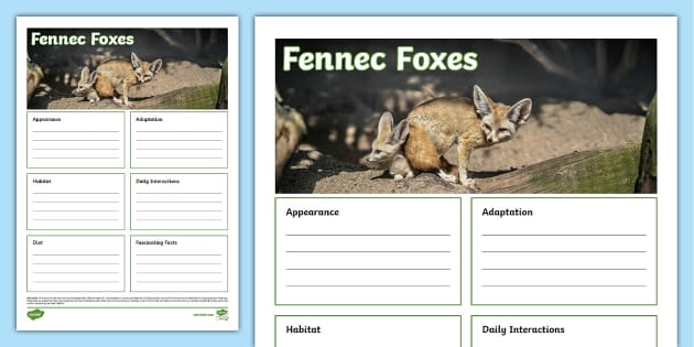 Fennec Fox Fact File Template (teacher made) - Twinkl