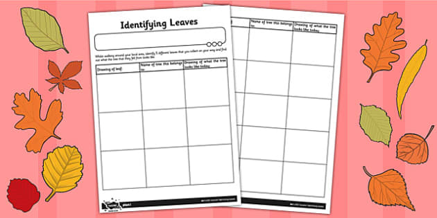 Identifying Leaves Worksheet (Teacher-Made)