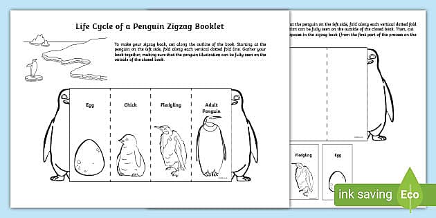 Life Cycle of a Penguin Zigzag Book (Teacher-Made) - Twinkl