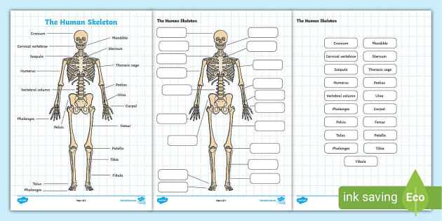 bones of the body worksheet