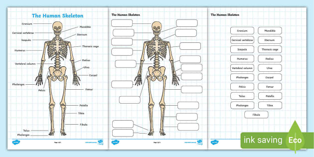 human skeleton diagram for kids