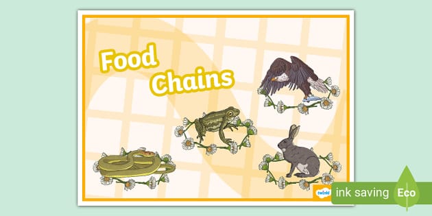 Food Chain Display Poster (teacher made) Biology Diagrams