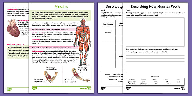 Y3 Muscles Move Bones - the Biceps and Triceps