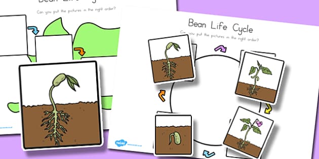 bean-lifecycle-worksheets-teacher-made