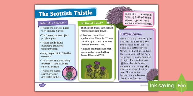 The Scottish Thistle Fact File - KS1 (professor feito)