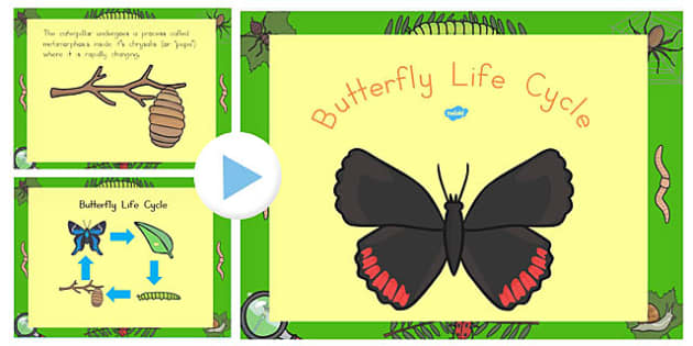 Butterfly Life Cycle PowerPoint