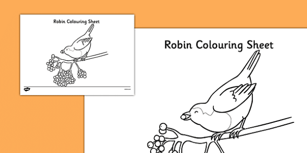 Robin Template Themed Colouring Pages Teaching Resource