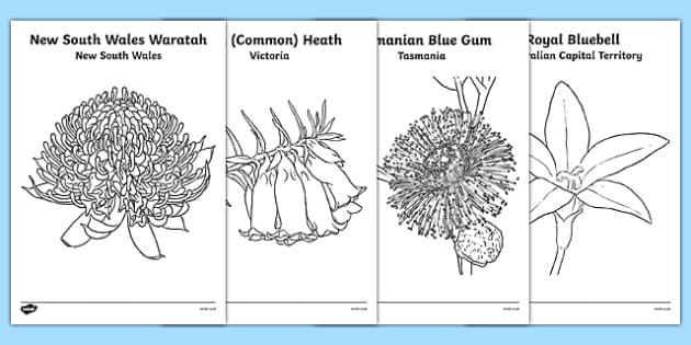 australian-states-and-territories-floral-emblems-colouring-sheets