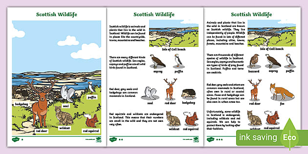 Let's Learn About Scottish Wildlife Fact File - Twinkl