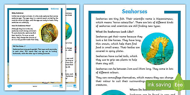 KS1 Seahorses Fact File (teacher Made) - Twinkl