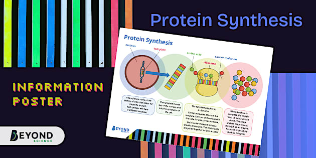 Statutory Data Collection Protein Synthesis Information Poster