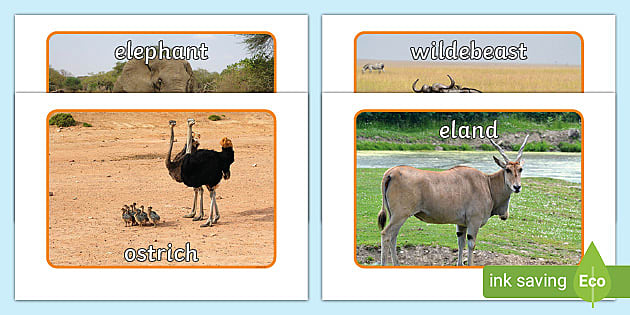 Animals from African Countries (teacher made) - Twinkl