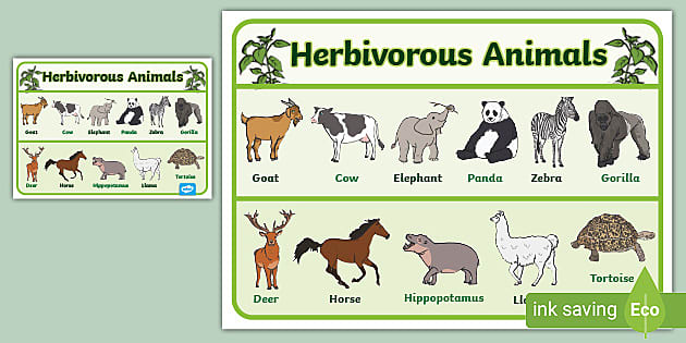 Plant Eating Animals Chart - Display Posters - Resources