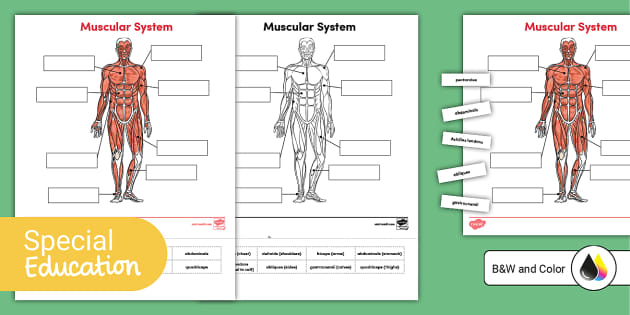 muscular system for kids with labels