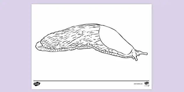 coloring pages of invertebrates