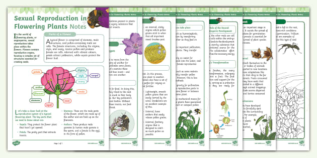 Sexual Reproduction in Flowering Plants Notes (Teacher-Made)