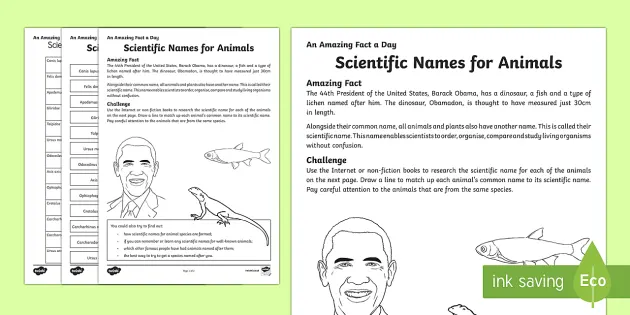 Scientific Names for Animals Worksheet / Worksheet - Twinkl
