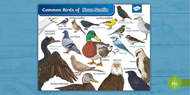 Common Birds of Nova Scotia poster | Twinkl Science - Twinkl