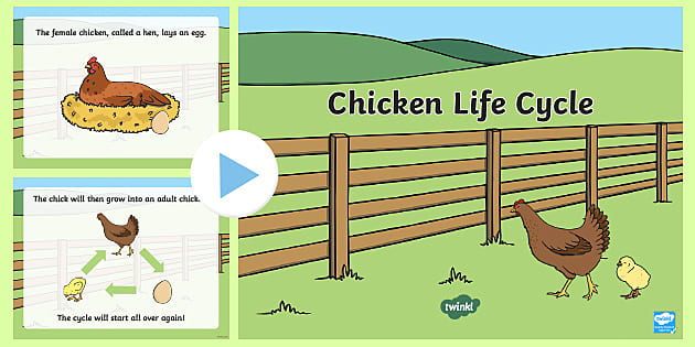 life cycle of a chicken egg