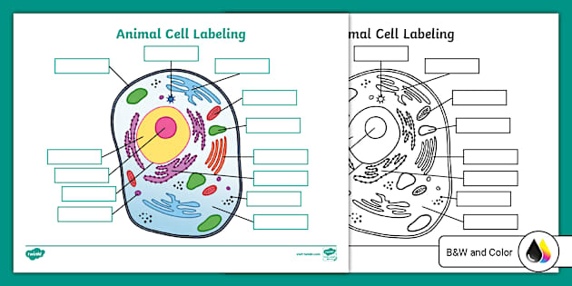 animal-cell-labeling-worksheet-for-6th-8th-grade-twinkl
