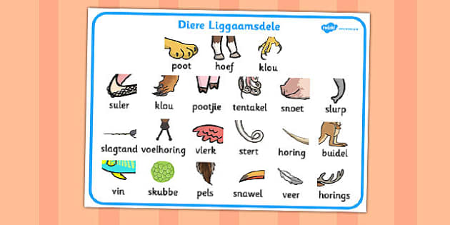 afrikaans-diere-se-liggaamsdele-woordmat-teacher-made