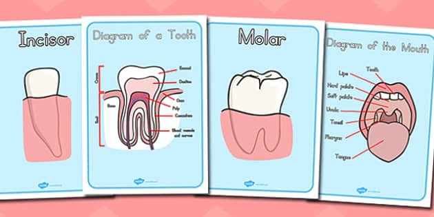 Teeth Diagram Display Posters - australia, teeth, diagram, poster