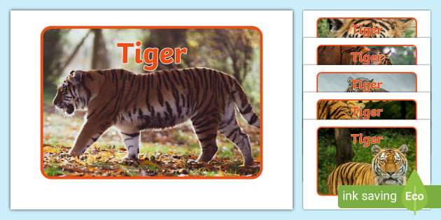 3D Model: Mammals - Tiger (teacher made) - Twinkl